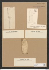 Surirella sp. (de-Toni-Nr.: Genus 53) Zeichnungen Sammlung Grunow Nr. 4843 (NHMW-BOT-W0373012)